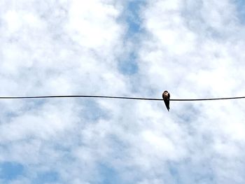 Low angle view of bird perching on cable against sky