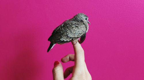Close-up of bird perching on finger