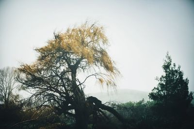 Low angle view of trees against clear sky