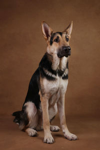 Portrait of dog looking away