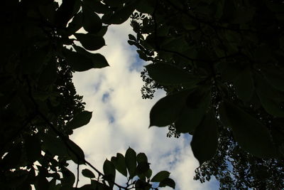 Low angle view of leaves against sky