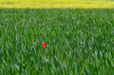 View of poppy growing in field