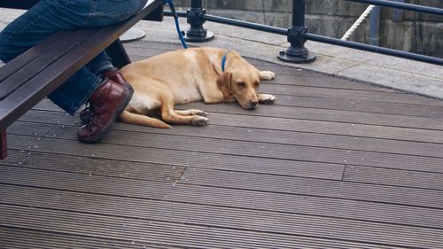 Low section of dog resting on footpath