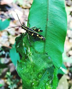 Close-up of insect on leaf