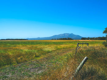 Scenic view of agricultural field against clear blue sky