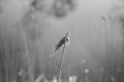 Close-up of plant against blurred background