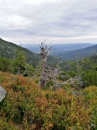 Scenic view of tree mountains against sky