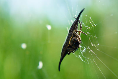 Close-up of orb weaver spider on web