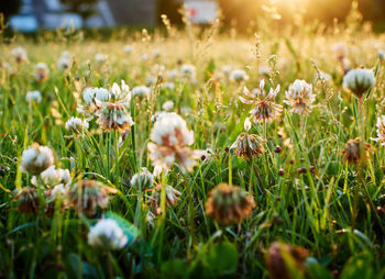 Close-up of poppy flowers blooming in field