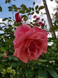 Close-up of pink rose