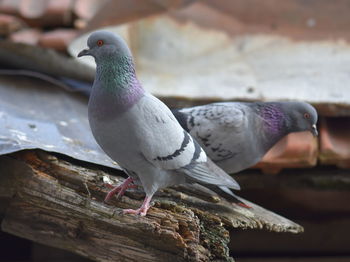 Close-up of bird perching outdoors