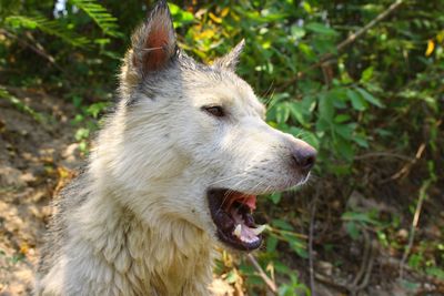 Close-up of dog looking away