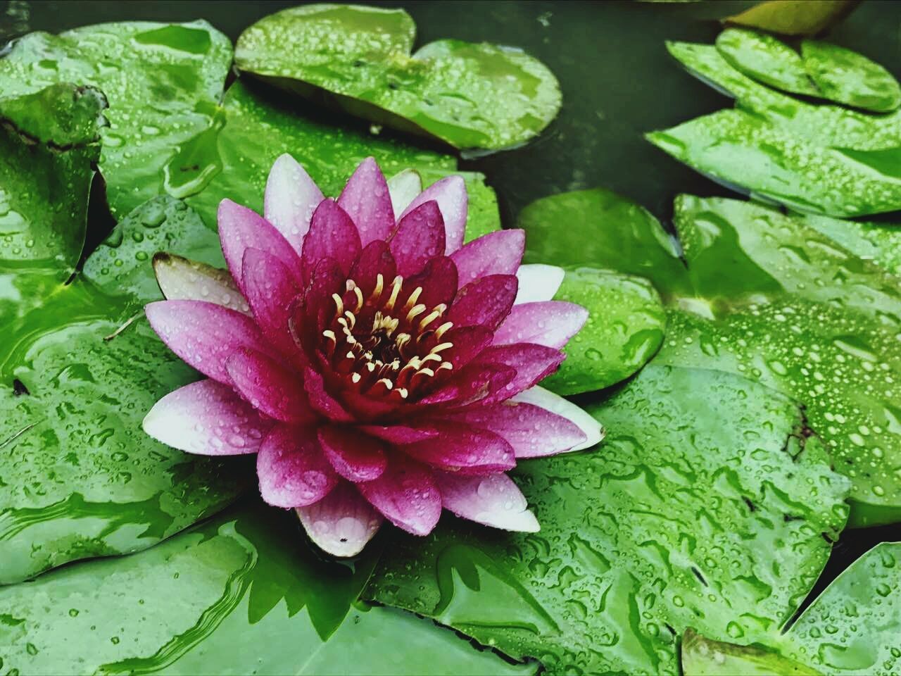 leaf, drop, flower, nature, beauty in nature, water, freshness, petal, growth, fragility, green color, plant, wet, flower head, no people, pink color, close-up, day, outdoors, lotus water lily, lily pad