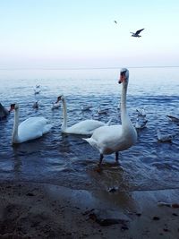 Swans on beach