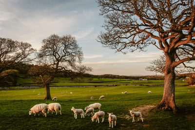 Sheep grazing on field against sky