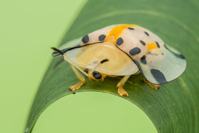 Cute beautiful tortoise beetles	
