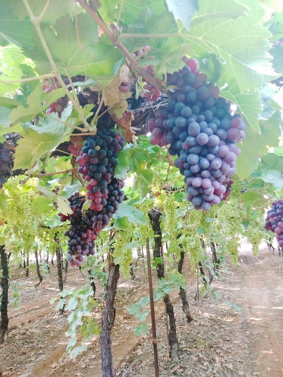 food and drink, fruit, grape, vineyard, healthy eating, food, agriculture, growth, freshness, nature, plant, vine, winemaking, bunch, red grape, leaf, day, plant part, crop, wellbeing, no people, outdoors, ripe, plantation