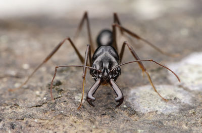 Close-up of ant on field 