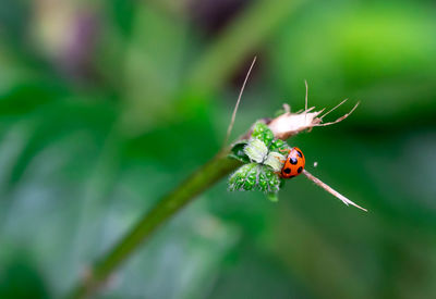 Close-up of ladybug on flower