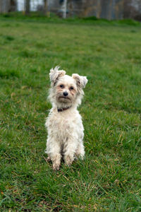 Portrait of dog on field