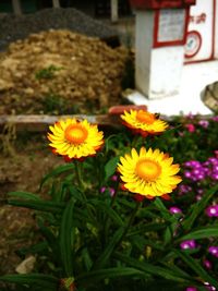 Close-up of sunflowers blooming outdoors