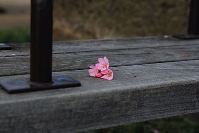 Close-up of pink rose on wooden fence