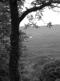 Trees on landscape against sky