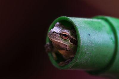 Close-up of a frog in a watering can