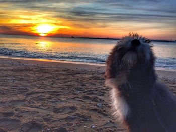 View of dog on beach during sunset