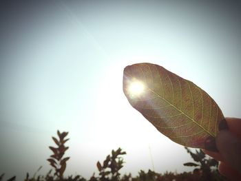 Low angle view of tree against sky