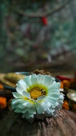 Close-up of white flower