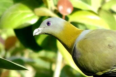 Close-up of bird