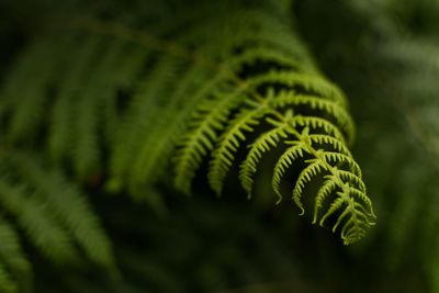 Close-up of fern