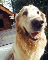 Close-up portrait of dog