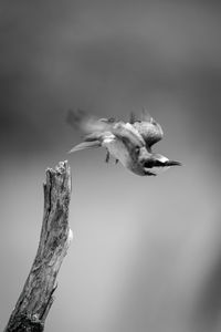 Mono european bee-eater takes off from stump