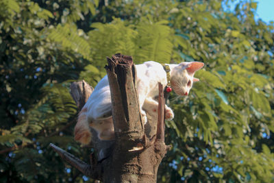 View of birds perching on tree