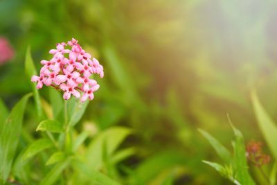 Close-up of pink flowering plant