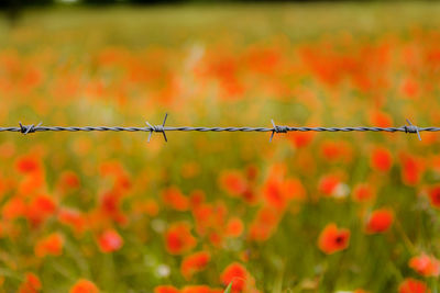 Close-up of barbed wire against fence