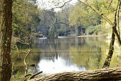 Scenic view of lake in forest