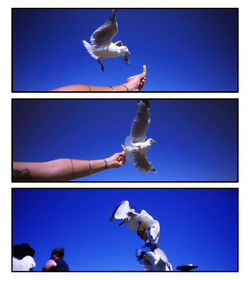 Digital composite image of seagull swimming in sea against blue sky