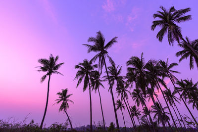 Low angle view of silhouette palm trees against sky