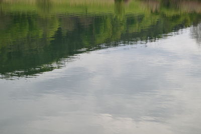Reflection of plants in lake