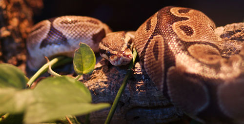 Close-up of snake