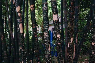 Bamboo trees in forest