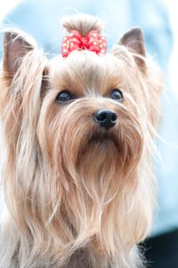 Close-up portrait of a dog