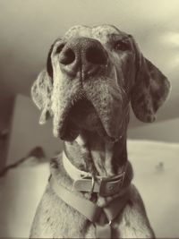 Close-up of a dog looking away