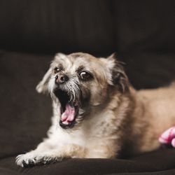 Close-up of dog yawning at home