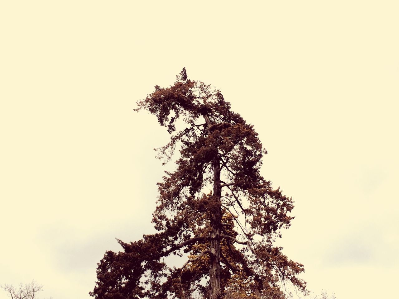 tree, low angle view, growth, clear sky, scenics, tranquility, beauty in nature, tranquil scene, nature, sky, tree trunk, outdoors, day, branch, high section, outline, treetop, no people, non-urban scene, lush foliage, majestic