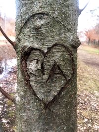 Close-up of tree stump