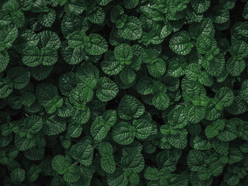 Full frame shot of green leaves